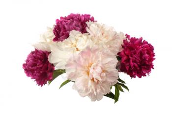 Different color peonies  isolated on white background