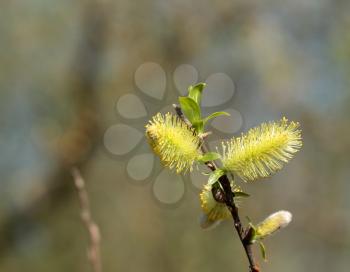 Blossom willow twig over the blur  background