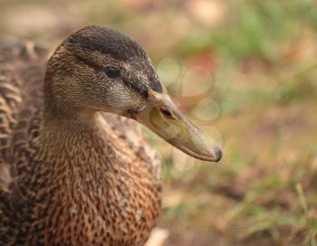 Closeup view of duck head over the blur background