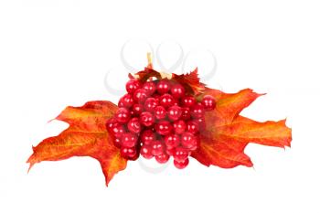 Berries of Viburnum with leaves isolated on white background