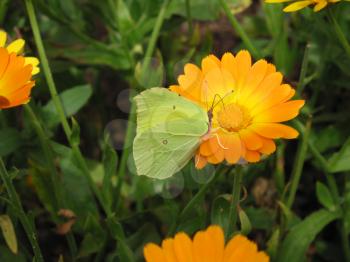 Brimstone butterfly sitting on a yellow flower