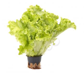 Fresh lettuce in flowerpot isolated on white background