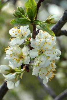 White flowers blossoming on a plum  tree