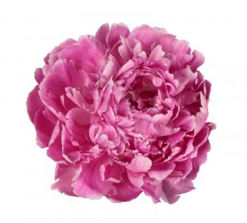Pink peony isolated on a white background