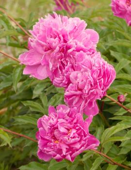 Pink peonies over the green leaves
