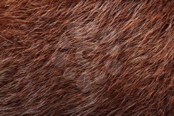 Natural brown nutria fur surface for background