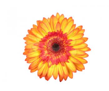 Beautiful red and yellow gerbera isolated on white background