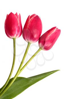 Three red tulips isolated on white background