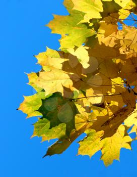 Autumn maple leaves over the blue sky