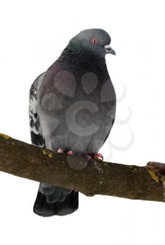 Grey pigeon sitting on the branch isolated on white background