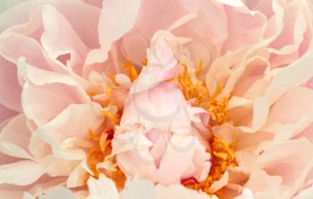 White peony closup  for background