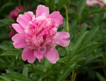 Pink peony over the green leaves