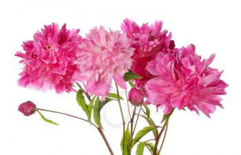 Pink peony flowers with buttons isolated on white background
