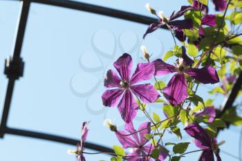 Clematis flower over the blue sky