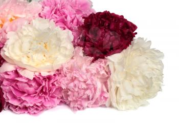 Different color peonies  isolated on white background