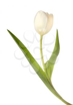 White tulip flower isolated on white background