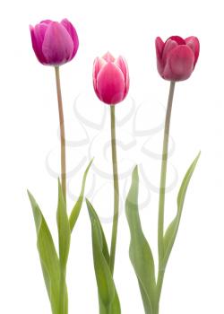 Three tulips flower isolated on white background