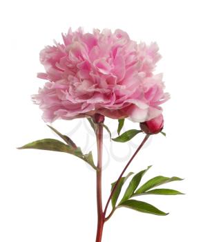 Pink peony flower with buttons isolated on white background