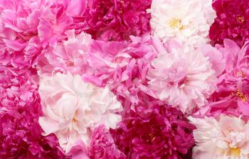 Different color peonies  for background