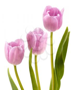 Three pink tulips isolated on white background