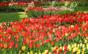 Different color tulips in the spring park 