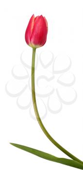 Beautiful red tulip isolated on a white background