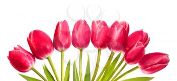 Bouquet of red tulips isolated on white background 