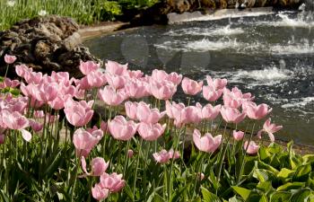 Pink tulips on the shore in the spring park 