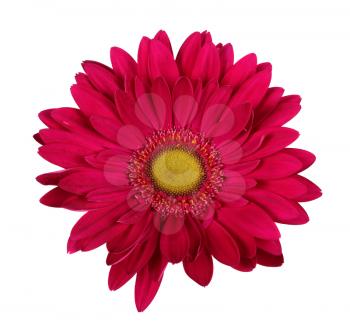 Red gerbera flower head isolated on white background
