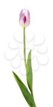 Beautiful lilac tulip isolated on a white background