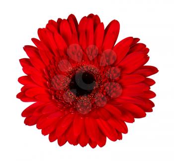Beautiful red gerbera flower isolated on white background