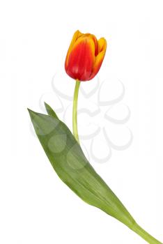 Beautiful red and yellow tulip isolated on a white background