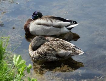 Male and Female ducks hiding its beak under the wing 