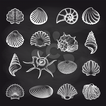 Hand drawn sea shells on chalckboard background vector