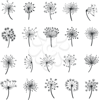 Dandelion vector silhouettes. Hand drawn dandelions with seeds icons