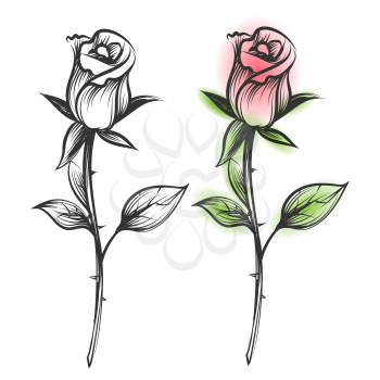 Hand drawn roses, vector illustration - ink sketched and colorful flowers isolated on white background