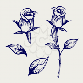Vintage sketch rose flower, bud of rose and leaves isolated on gray backdrop. Vector illustration
