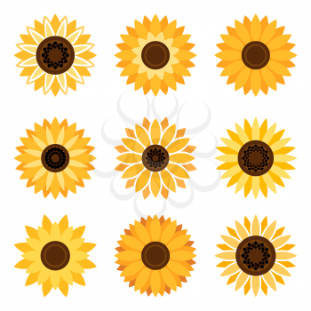 Sunflower plant icons isolated on white background. Vector flat beautiful sunflowers