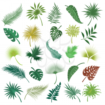 Illustrated palm exotic green leaves isolated on white background. Hand drawing tropical jungle coconut leaf set isolated on white background. Vector illustration