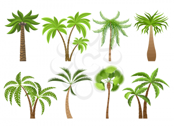 Isolated coconut palm trees. Vector coco palms green tree elements on white background for illustrative beach view designs