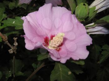 The Flower mallow pink color. Blooming mallow.