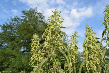 Blossoming of a nettle. Time of collecting a nettle for a zasushivaniye. Herb.