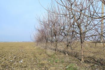 Young apple orchard. Growing and Caring for orchard of apple trees.