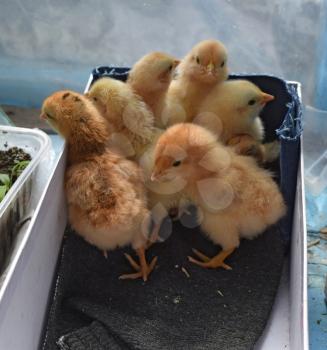 Little chickens. Poultry in individual hen house.