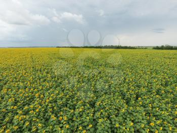 Field of sunflowers. Aerial view of agricultural fields flowering oilseed. Top view.