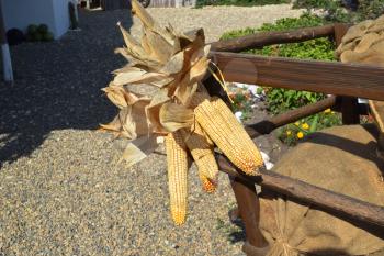 Hanging ears of yellow corn. Drying corn cobs outdoors.