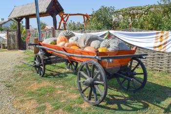 Ripe pumpkins in a cart. Transportation of pumpkins and squash in the old days.