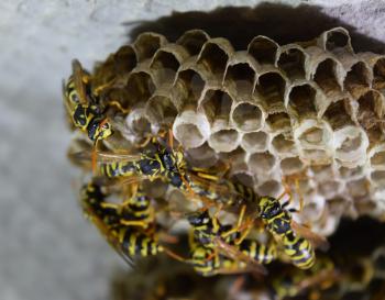 Wasp nest with wasps sitting on it. Wasps polist. The nest of a family of wasps which is taken a close-up.