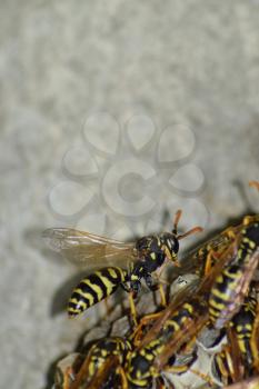 Wasp nest with wasps sitting on it. Wasps polist. The nest of a family of wasps which is taken a close-up.