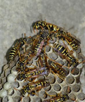 Wasp nest with wasps sitting on it. Wasps polist. The nest of a family of wasps which is taken a close-up.